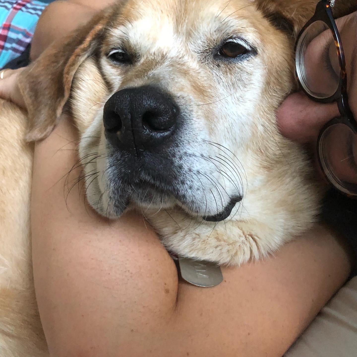 A person hugs a relaxed light brown dog closely, with the dog's face resting against the person's arm and the person's glasses partially visible.