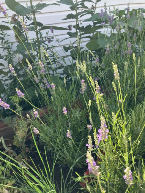 Lavender plants with purple flowers grow in a sunlit garden bed, with green foliage and a white wall in the background.