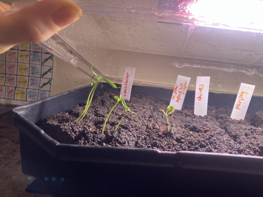 A close-up of a seed tray with soil and labeled seedlings for cantaloupe, Hungarian paprika, chives, and parsley under a clear plastic cover and grow light.