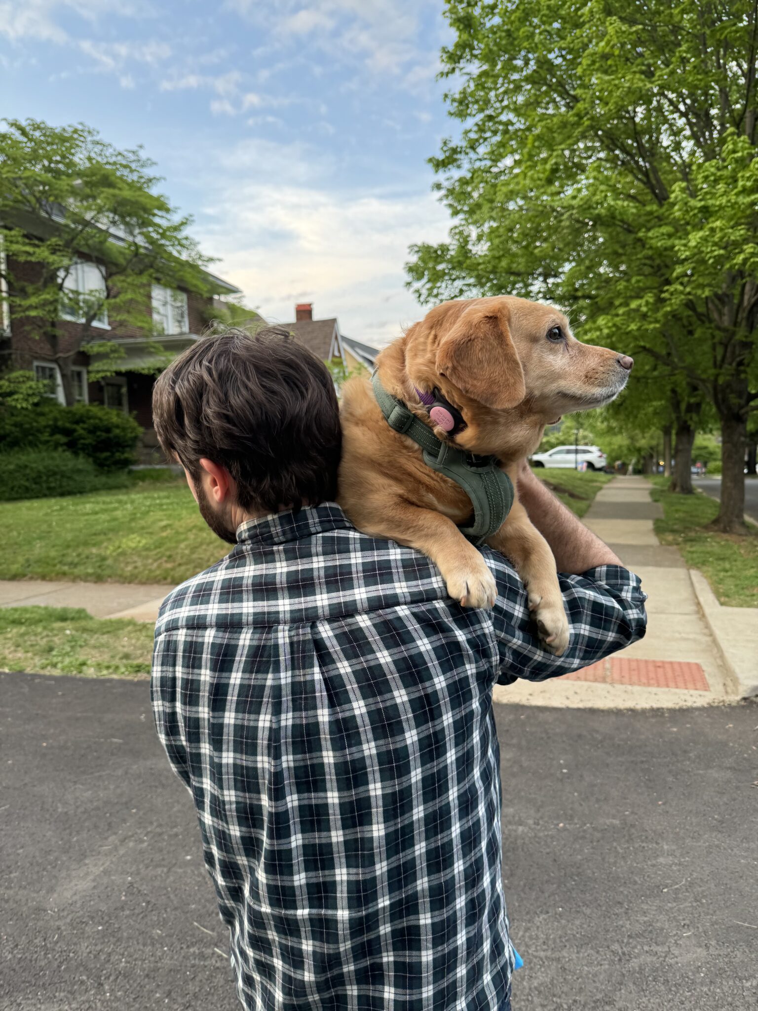 A man in a plaid shirt carries a brown dog on his shoulder while standing on a suburban street lined with green trees and houses.