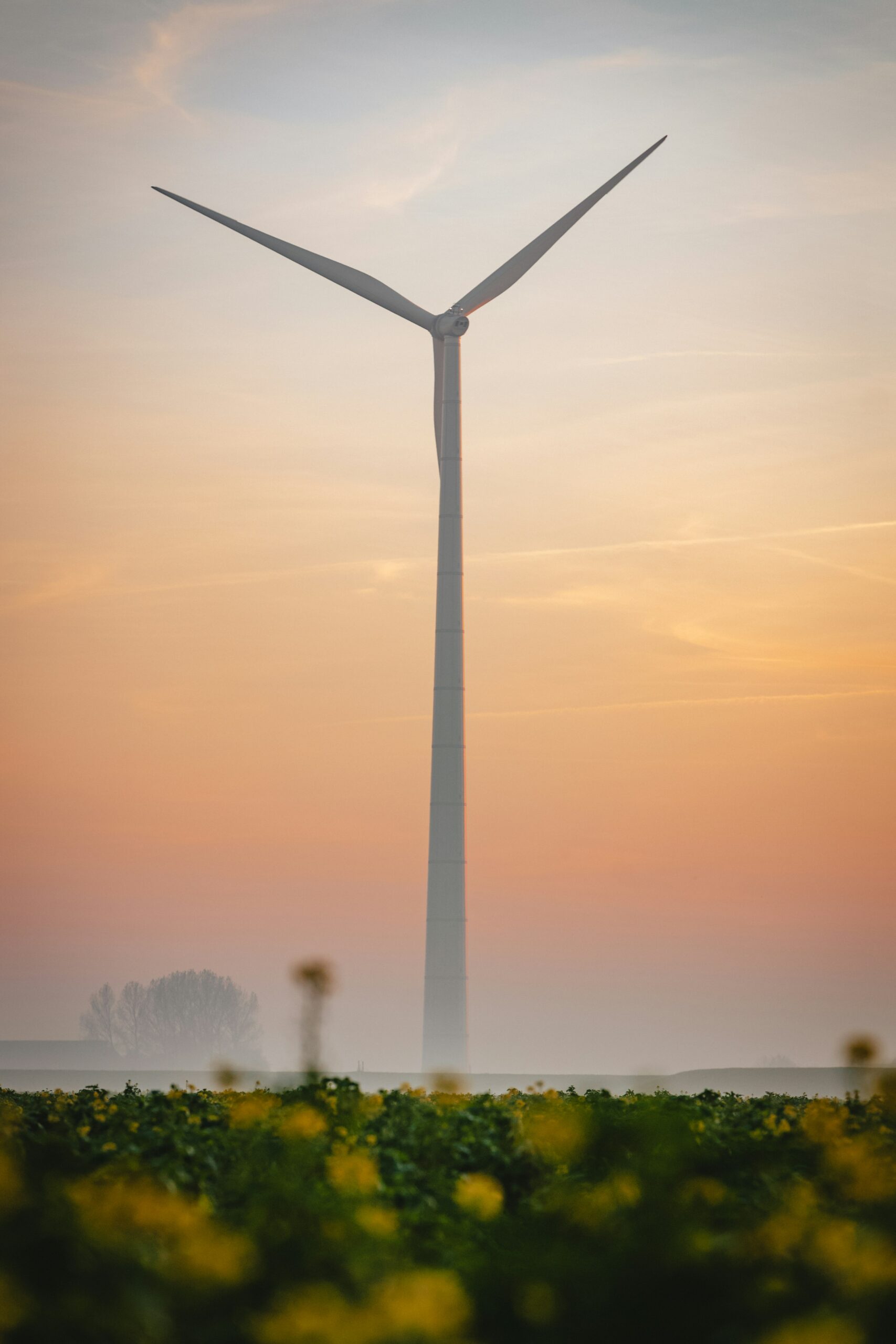 A wind turbine stands in a field with yellow flowers, silhouetted against a hazy sunset sky.