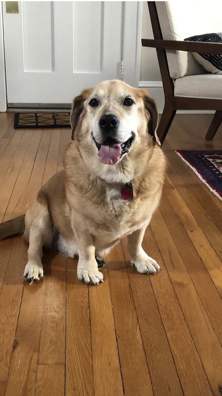 A tan and white dog with a red collar sits on a wooden floor, facing the camera with its mouth open indoors near a chair and rug.