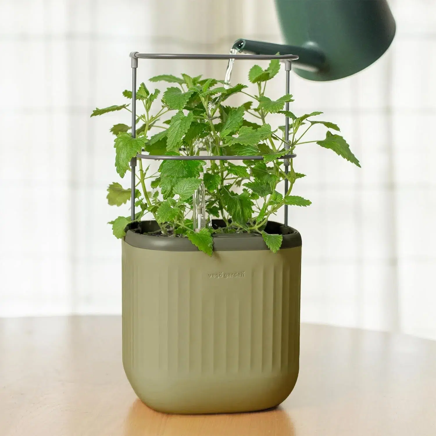 A green plant grows in a square, olive-colored pot with a metal support frame, while water is being poured from a watering can.